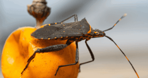 Close-up of a kissing bug resting on an orange berry. 