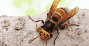 An Asian giant hornet standing on the branch of a tree.