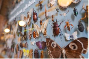 A collection of preserved insect specimens, including beetles, butterflies and moths, displayed in a museum-style case.