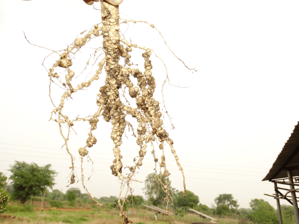 A plant that’s been attacked by a root-knot nematode and now has galls (knots) on its root system, held in front of a tree-lined landscape. 