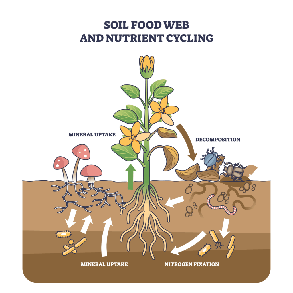 Diagram of soil nutrient cycling showing a flowering plant with roots, red mushrooms with mycelium, beetles decomposing dead leaves, nematodes and bacteria in the soil, with arrows indicating the flow of nutrients through mineral uptake, decomposition and nitrogen fixation.