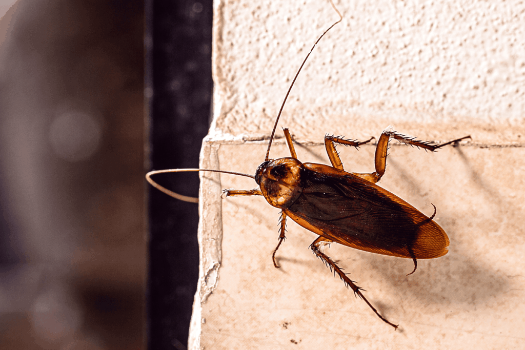 An extreme close-up of a cockroach crawling along the corner of a white brick wall. 