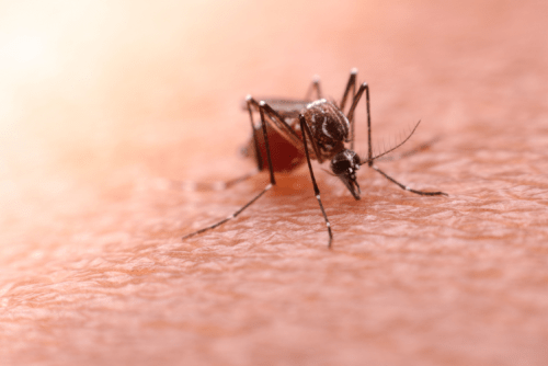 A mosquito lands on a person’s skin, preparing to bite.