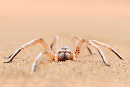 A close-up of the golden rolling spider staring at the camera on brown sandy dunes.