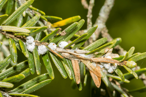 A group of hemlock woolly adelgids are nestled on a hemlock tree branch. Some of the needles are brown, caused by damage from the adelgids.