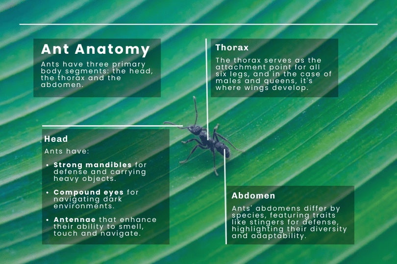 An infographic describing the three segments of ant anatomy in white text. Background is an extreme close-up of a green leaf with a black ant sitting in its center.
