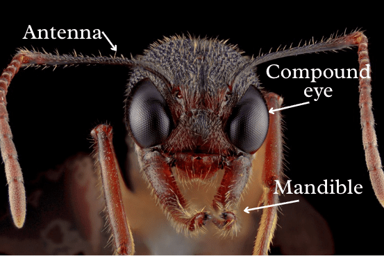 Close-up of an ant's head showing labeled antenna, compound eyes and mandibles.