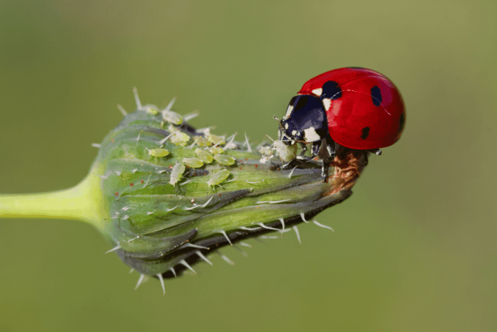 A ladybug eats an aphid on the edge of a green plant. 