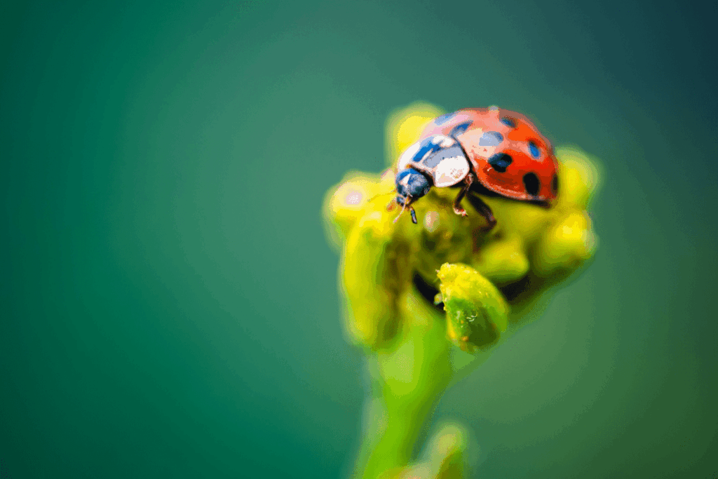 A close-up of a ladybug on a yellow plant.