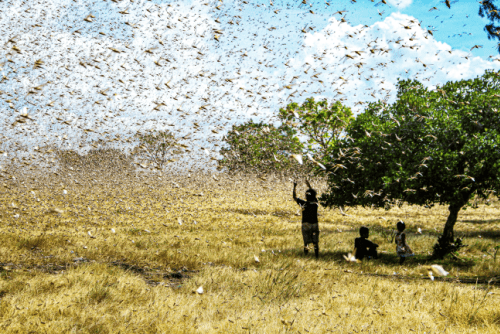 A massive swarm of locusts fills the sky over a dry, grassy field. Three people stand under a tree watching as the insects blanket the landscape.