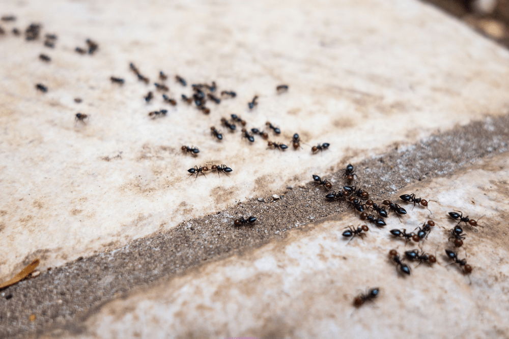 Ants in a line following a pheromone trail across a concrete surface.
