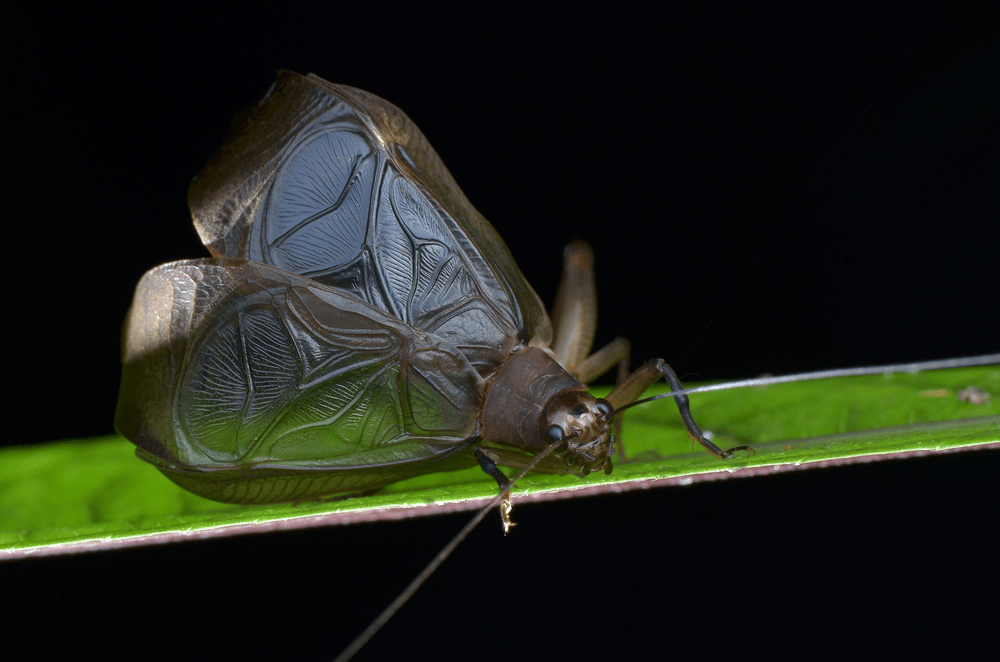 A cricket chirping on a green leaf with its wings raised.