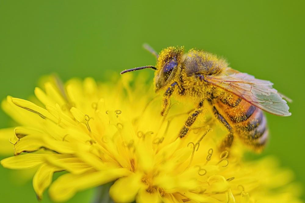 A close-up of a bee sitting on a dandelion as it’s covered in pollen. 