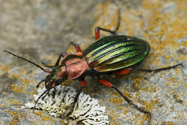 A close-up of a colorful metallic orange and green ground beetle.