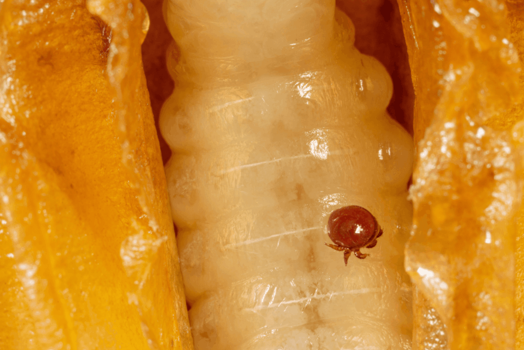 Close-up of a Varroa mite sitting on the back of a honey bee nymph. 