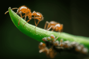 A close-up of red fire ants climbing a long green leaf.