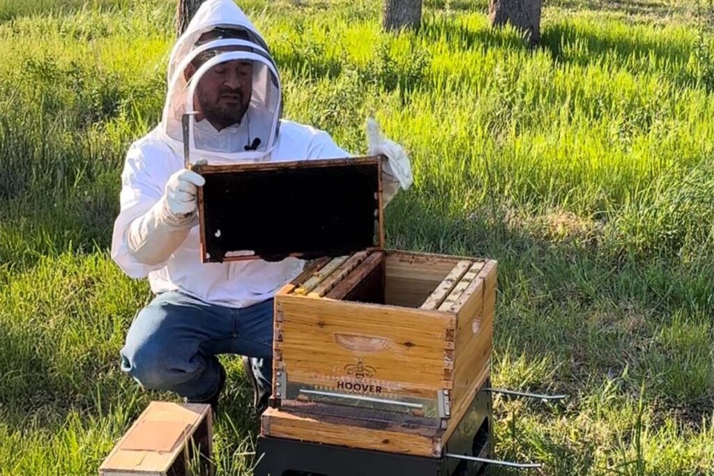 UF online entomology program graduate Dan Ronneberg, dressed in beekeeping suit, inspects a frame from a bee box.