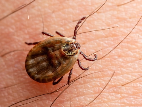 A brown tick, likely a dog tick (Dermacentor variabilis), rests on top of human skin.