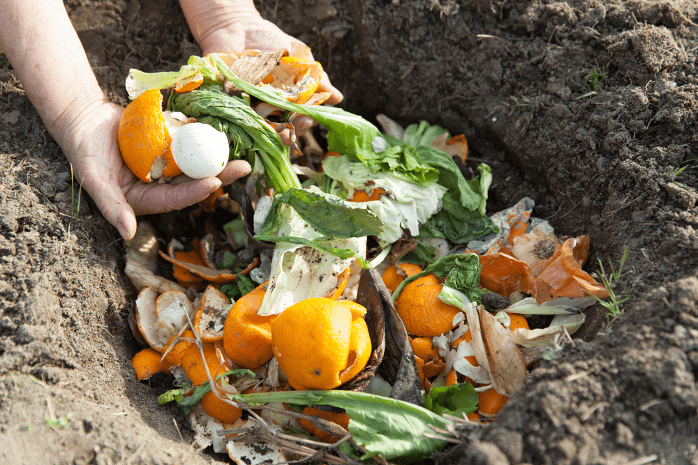 Hands adding food scraps including citrus peels, eggshells and leafy greens to a small compost pile. 