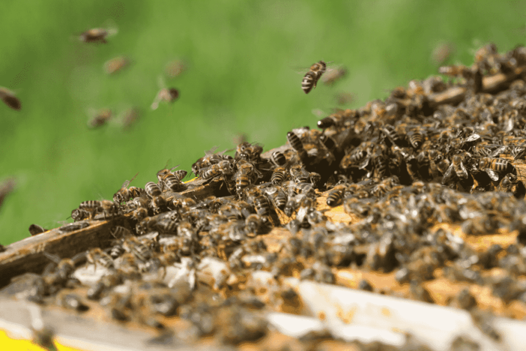 A group of bees on a beehive at the University of Florida’s research apiary.