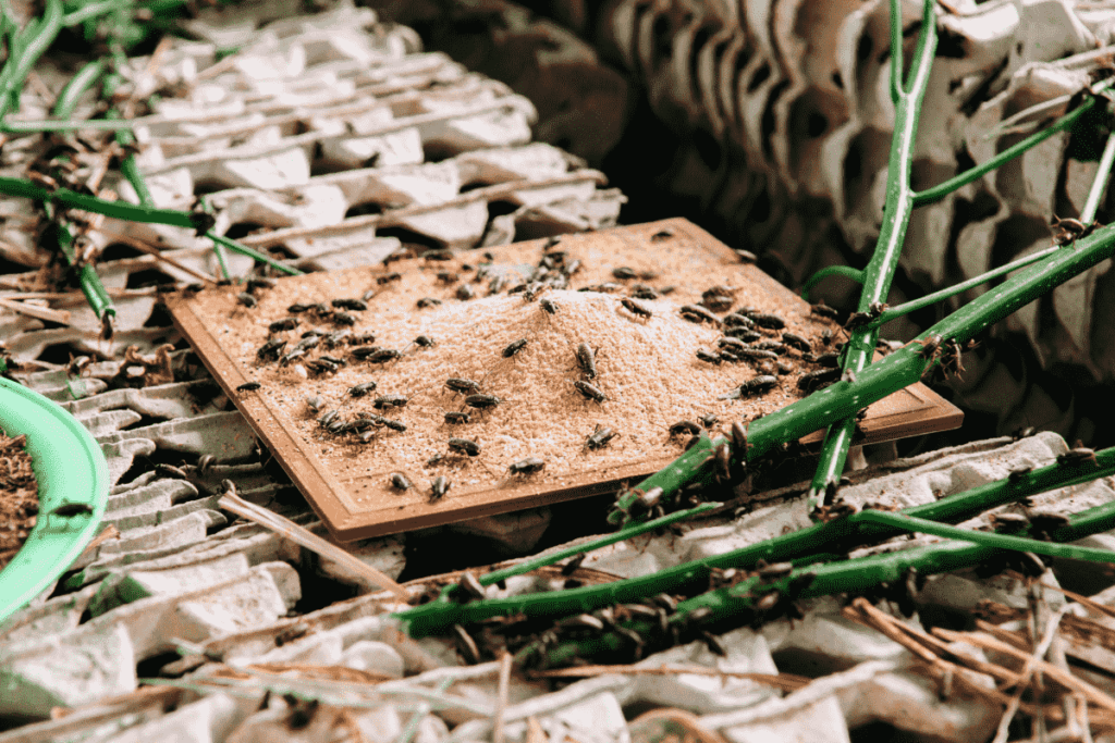 A group of insects on a piece of wood depicting organic farming of insects. 