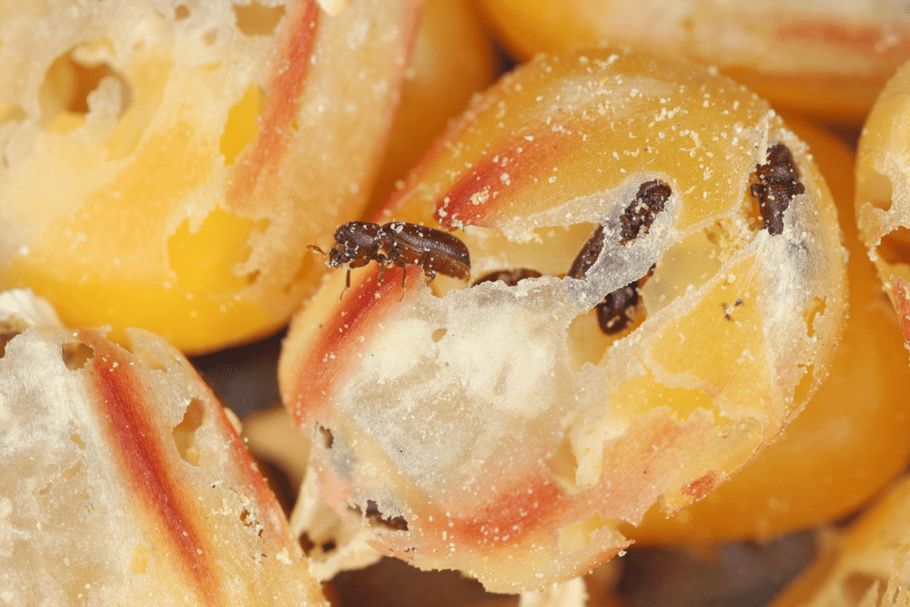 Grain beetles eat from a supply of corn. 