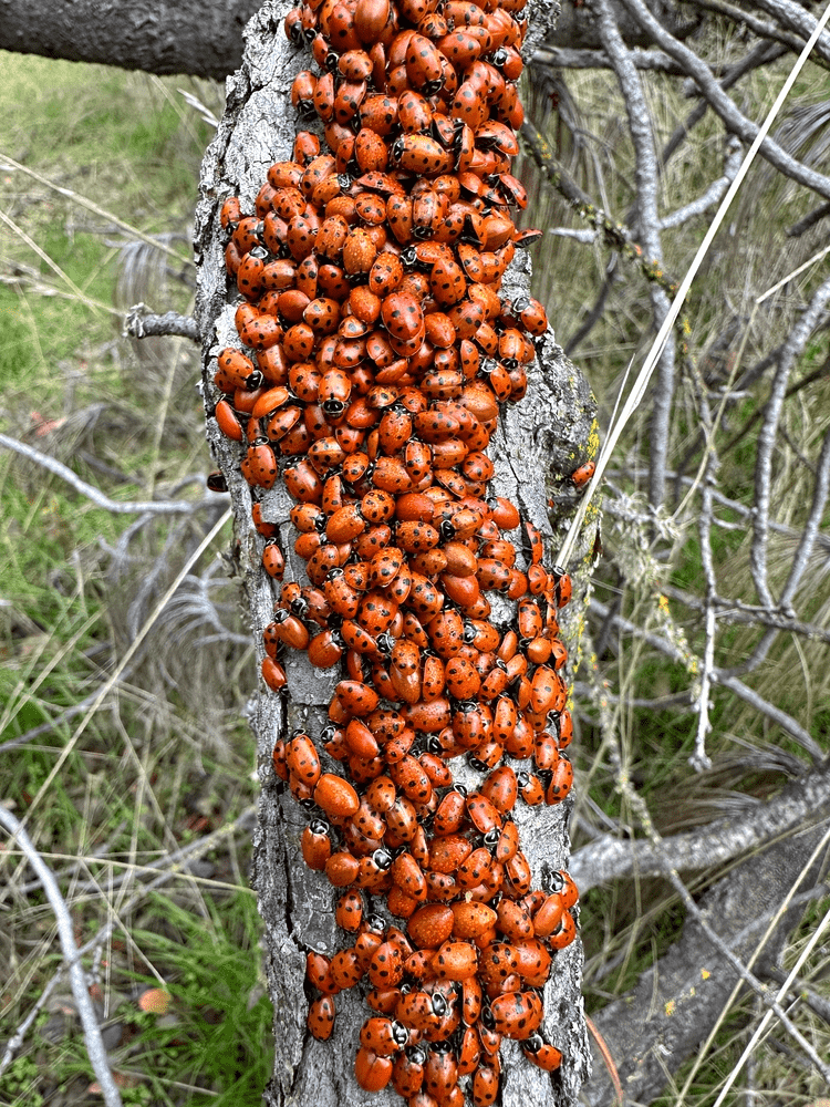 A cluster of ladybugs huddles together for warmth on a branch. 