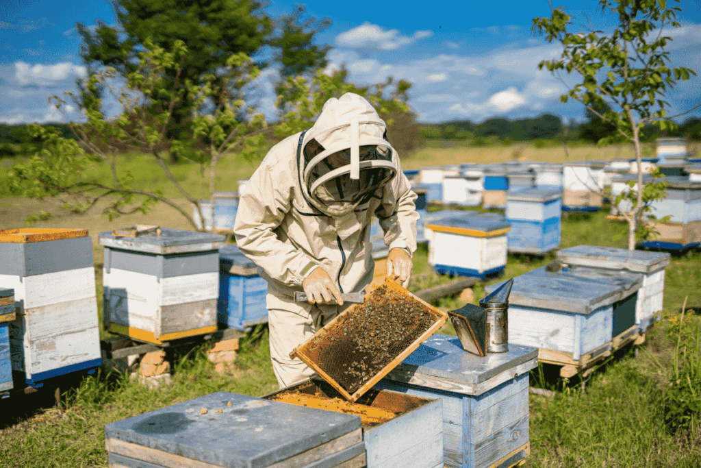 A beekeeper in a protective suit inspects a honeycomb frame covered with bees in a field of multiple hive boxes. 